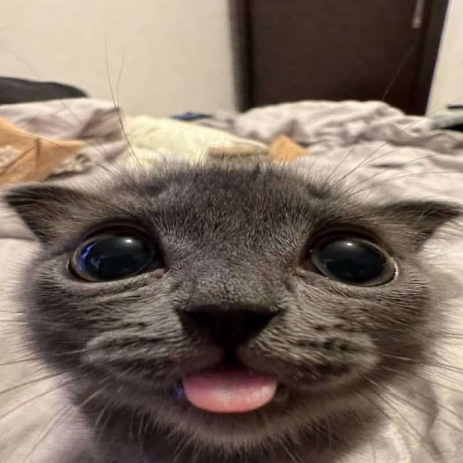 Gray kitten with enormous black eyes stares straight into the camera, tongue poking out