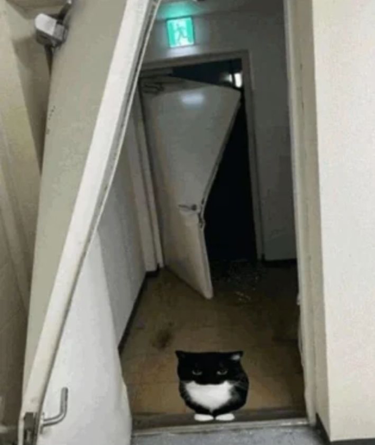 Tuxedo cat sitting in an open doorway staring