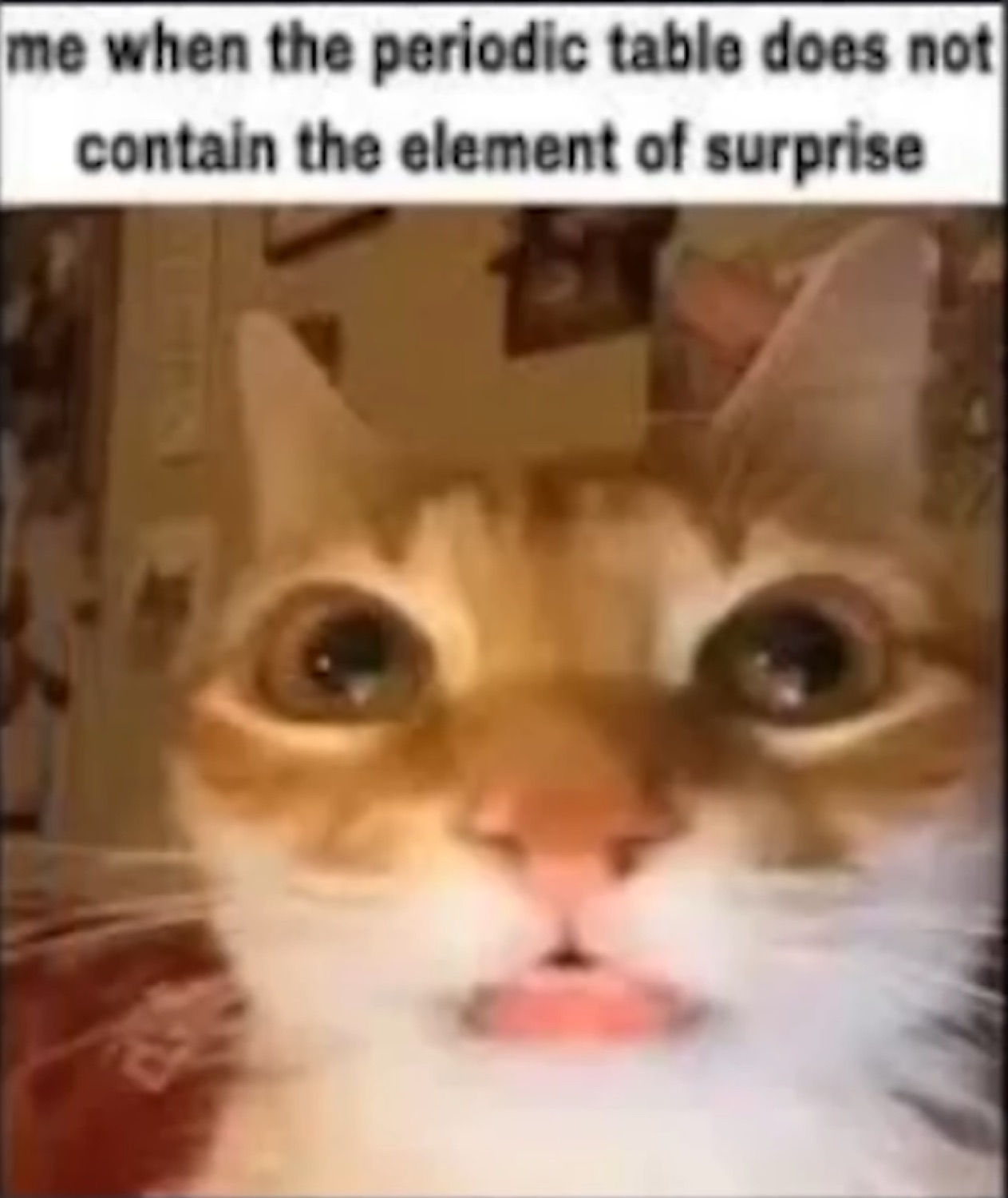 Wide-eyed cat with tongue out captioned 'me when the periodic table does not contain the element of surprise'