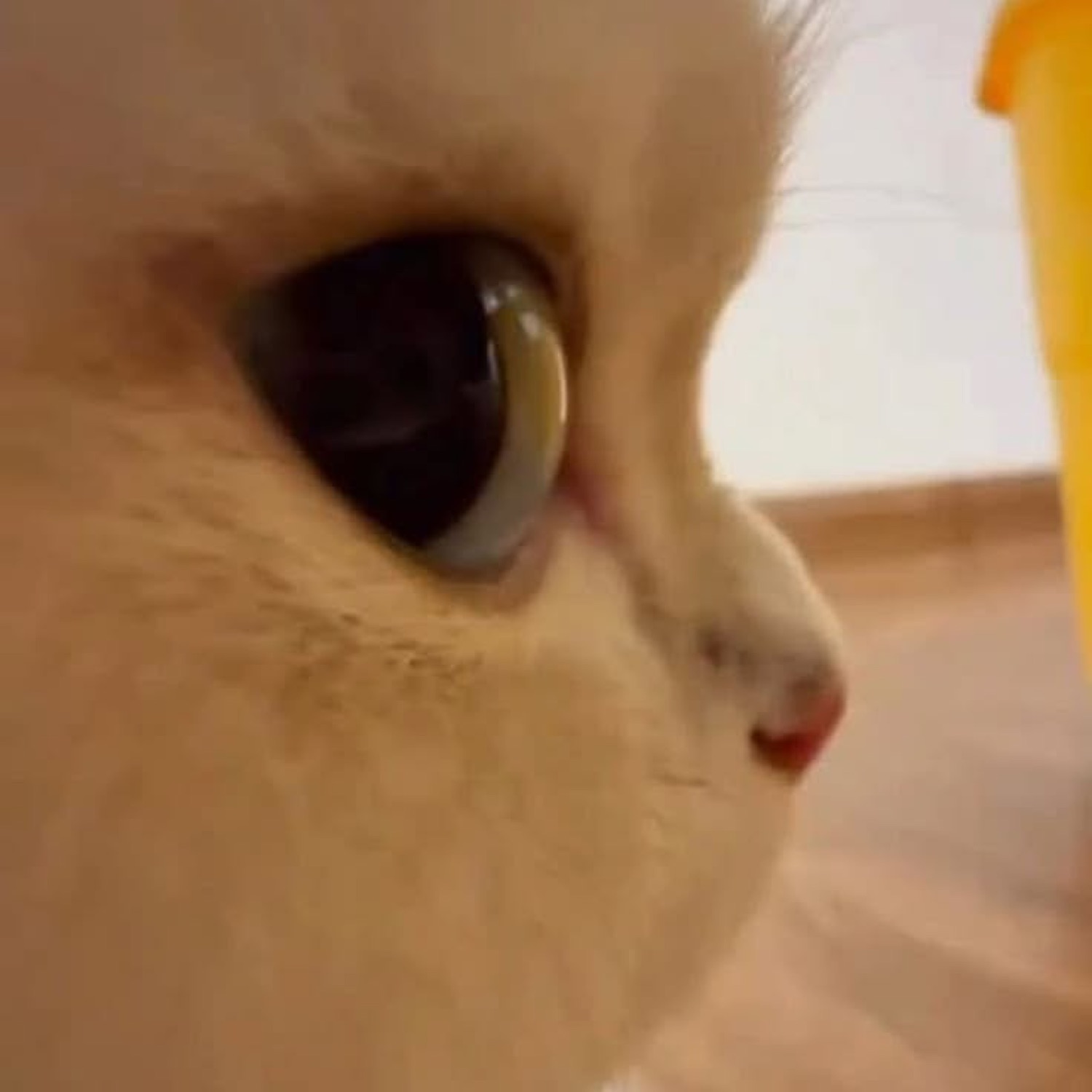 Extreme close-up of a cream cat's face with one enormous dilated eye filling the frame