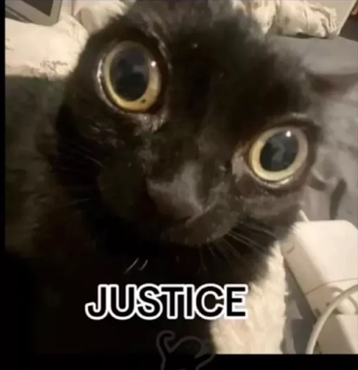 Black cat with huge wide eyes captioned 'JUSTICE'