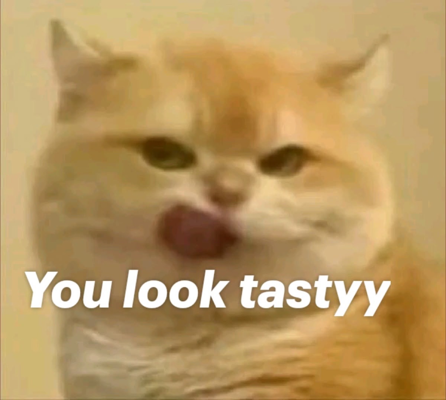 Fluffy cat licking its lips captioned 'You look tastyy'