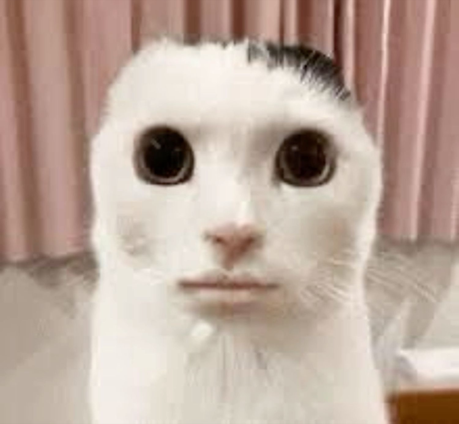 White cat edited with an eerily human face, staring blankly into the camera