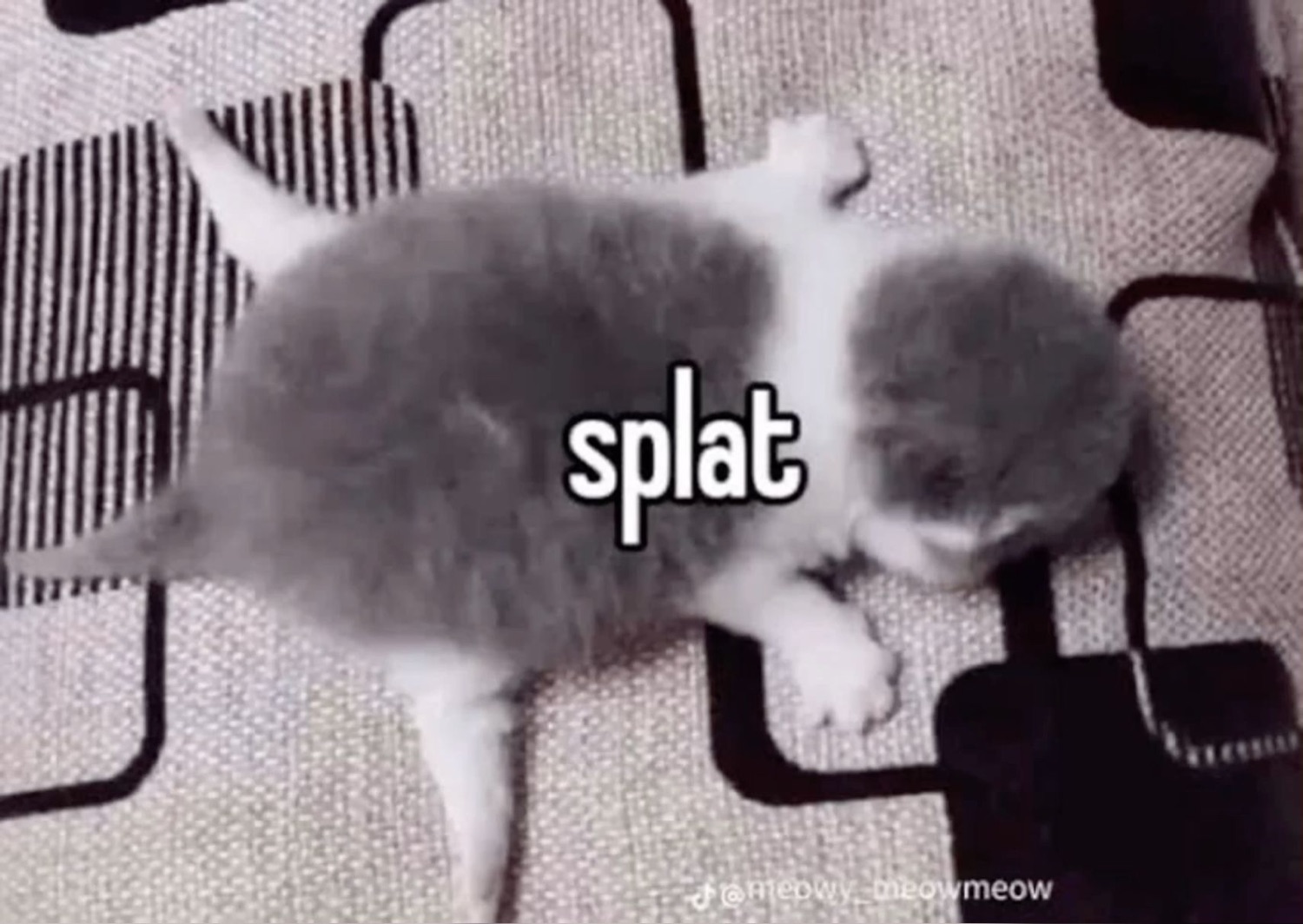 Grey kitten face-down and fully flopped on a rug, labeled 'splat'