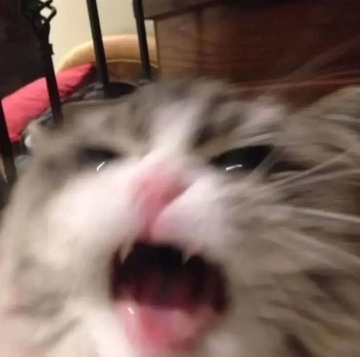 Fluffy cat caught mid-yowl with its mouth wide open and eyes squinting