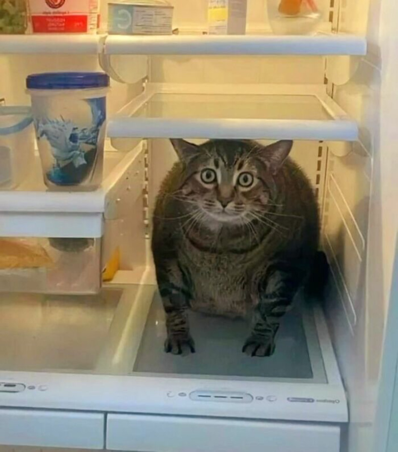 Chonky tabby caught sitting inside the open fridge, frozen mid-stare
