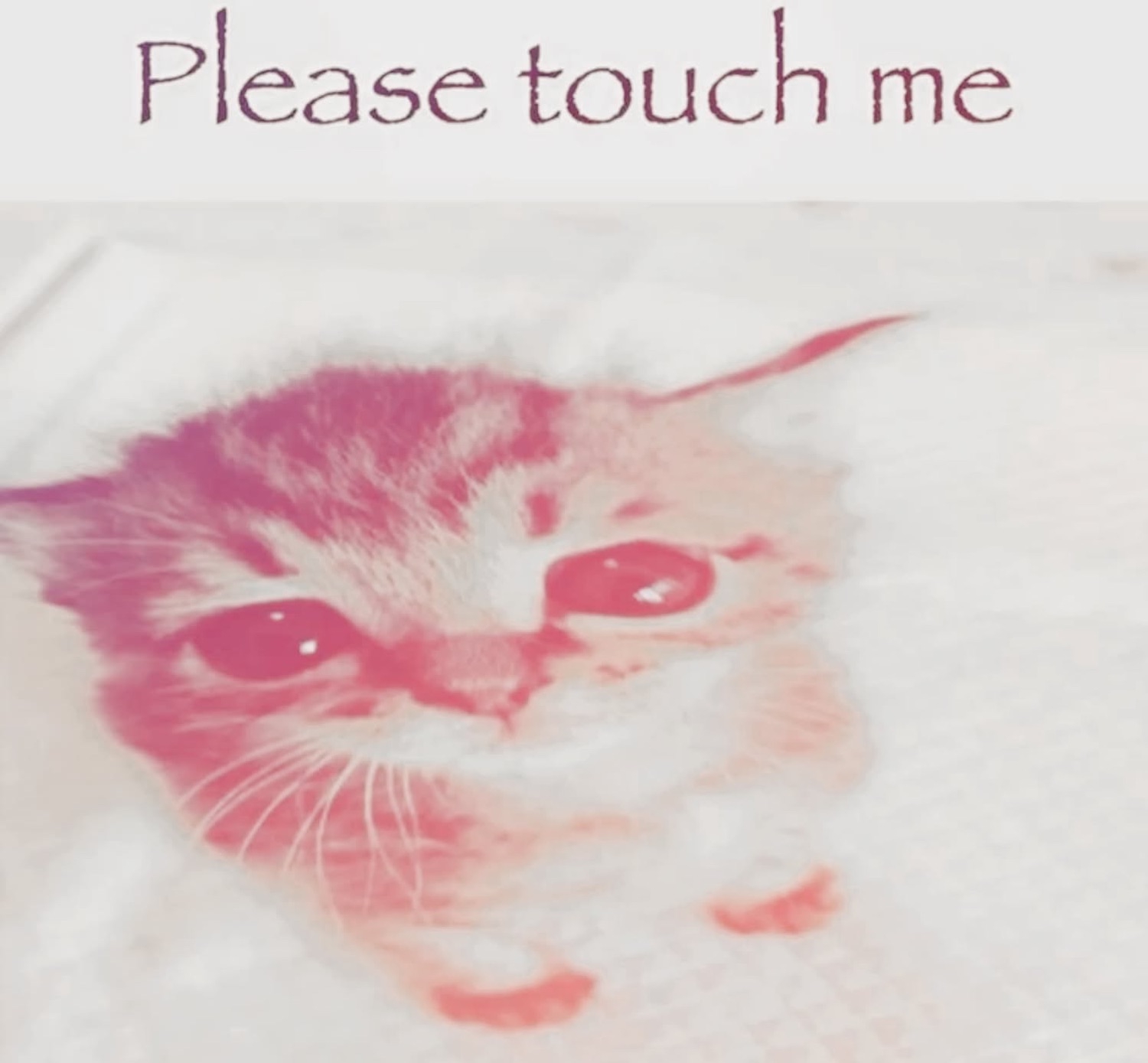 Sad pink-tinted kitten looking up captioned 'Please touch me'