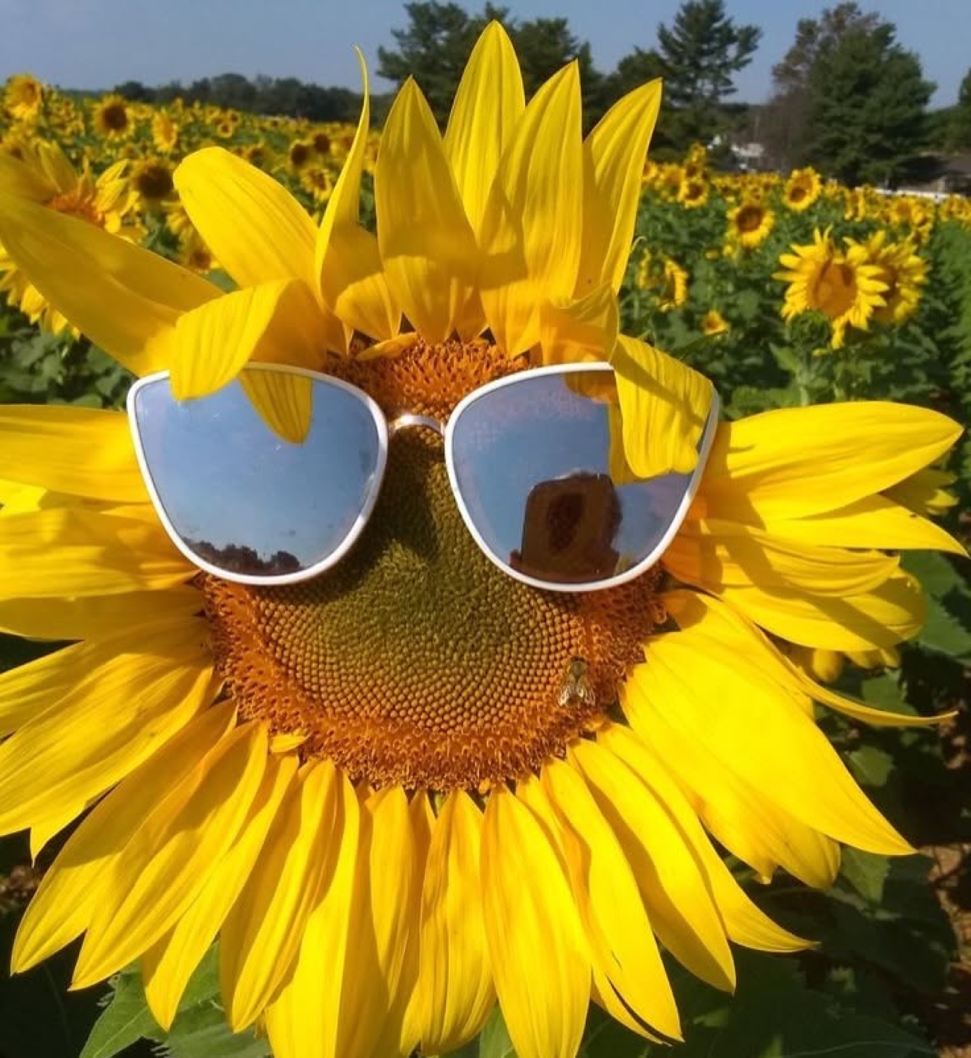 Sunflower wearing white sunglasses in a sunflower field