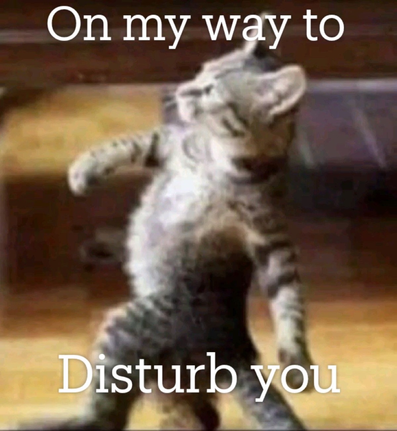 Kitten strutting upright: 'On my way to Disturb you'