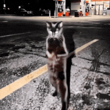 Black cat standing on its hind legs in the street clapping its paws