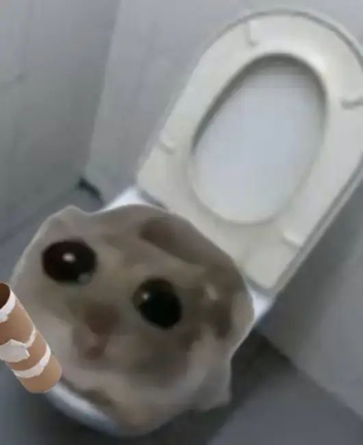 Blurry hamster with big eyes peeking out of a toilet