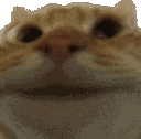 Close-up of a cat's face nodding