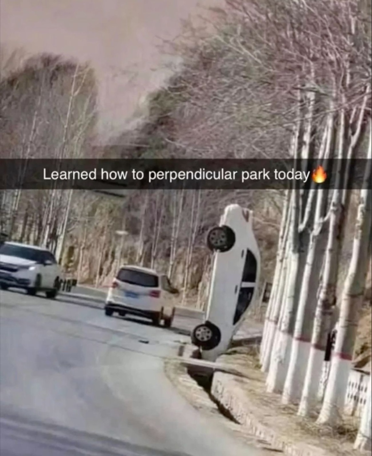 Car parked nose-up against a tree: 'Learned how to perpendicular park today'