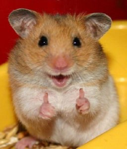 Hamster giving two tiny thumbs up with a big smile