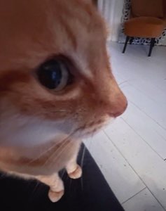 Orange cat leaning in close to the camera in profile with a wary, suspicious look