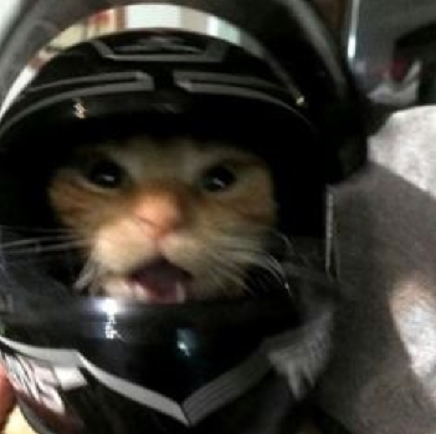 Cat inside a motorcycle helmet with its mouth open