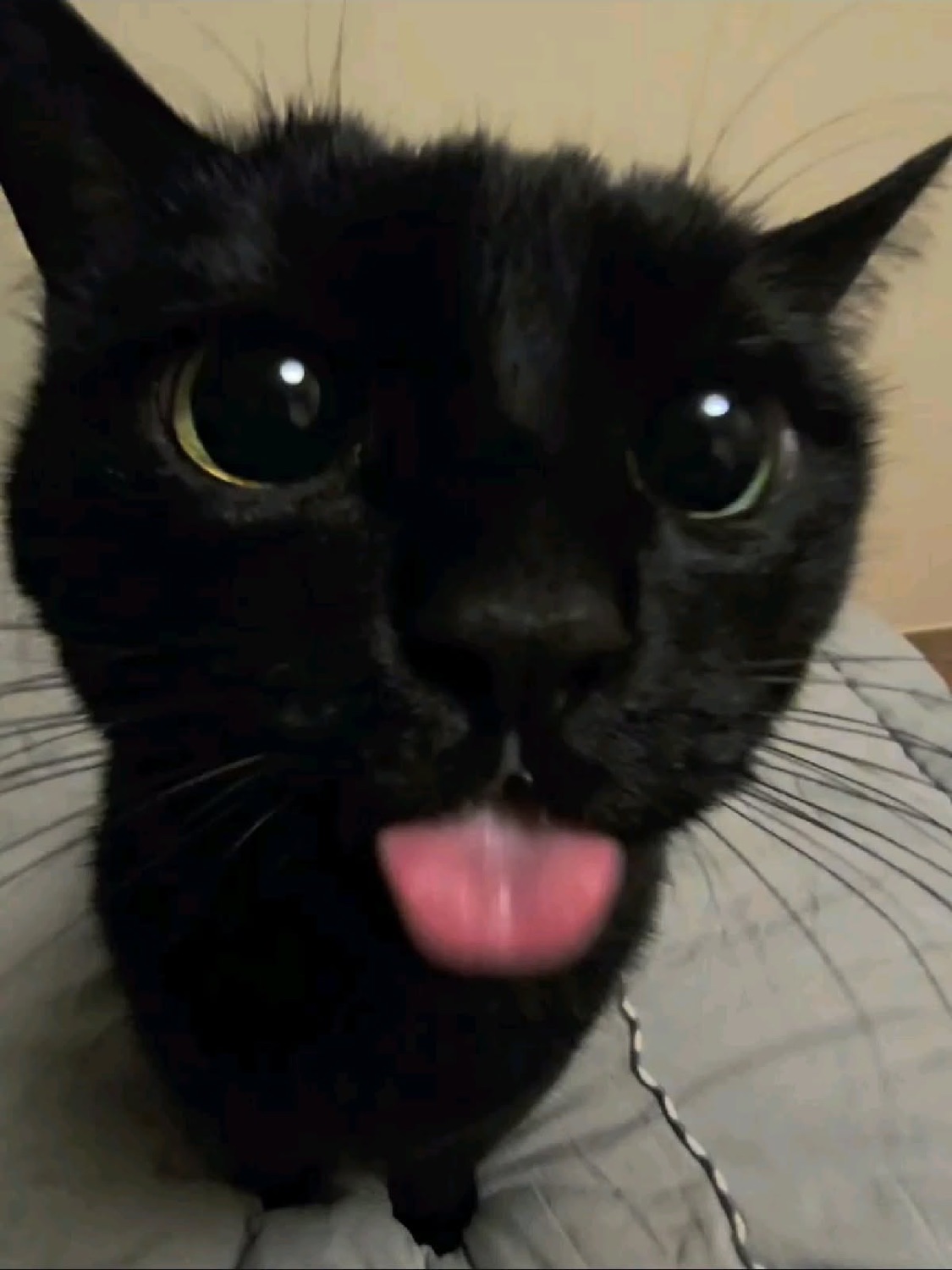 Black cat with huge eyes sticking its tongue out