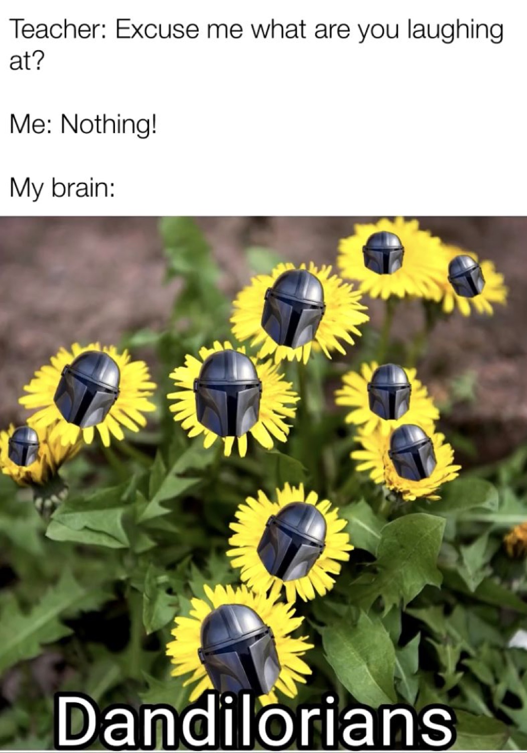 Mandalorian helmets edited into sunflowers under 'Teacher: Excuse me what are you laughing at? Me: Nothing! My brain: Dandilorians'