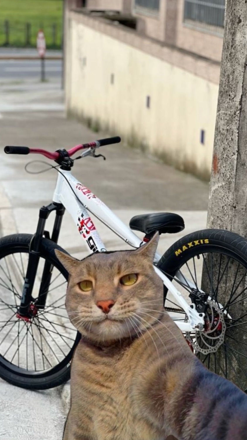Cat taking a selfie in front of a mountain bike