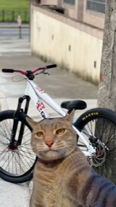 Cat taking a selfie in front of a mountain bike