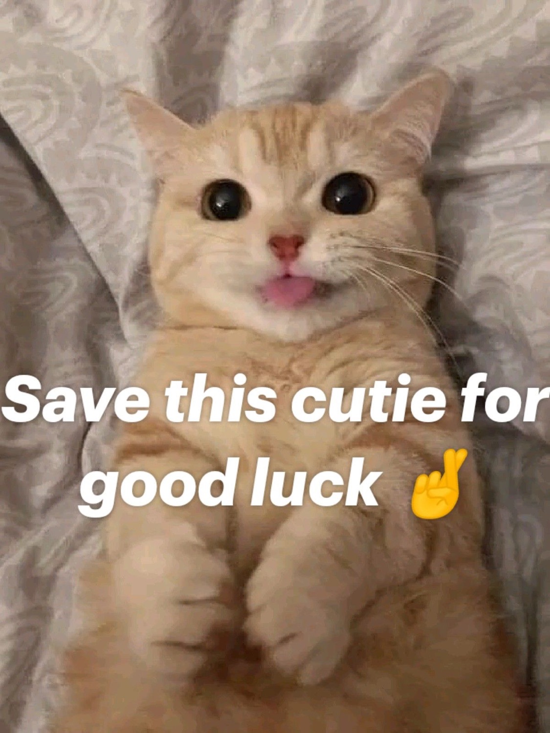 Fluffy kitten with a tiny tongue out: 'Save this cutie for good luck'