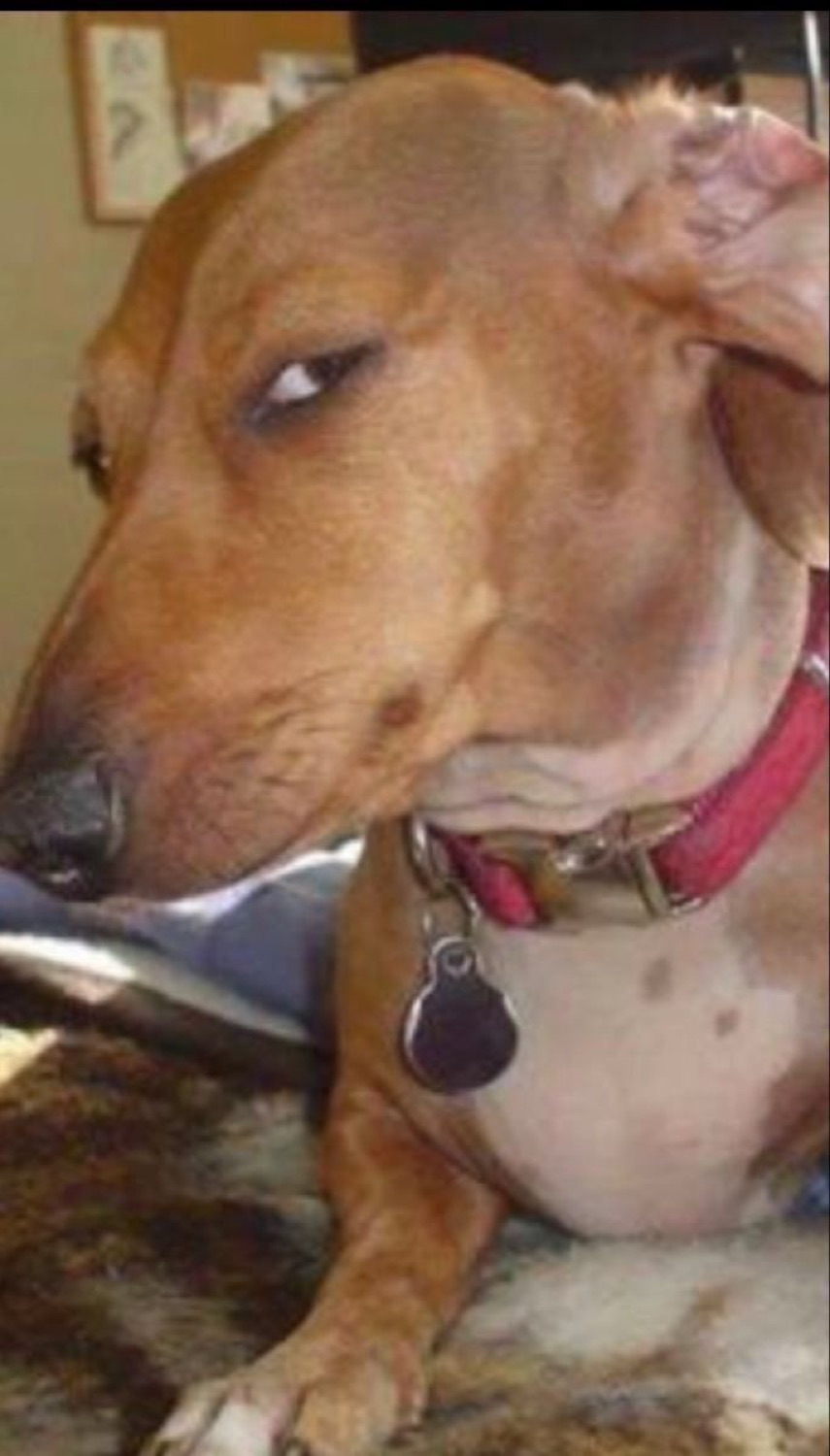Brown dachshund cutting a hard sideways side-eye at the camera