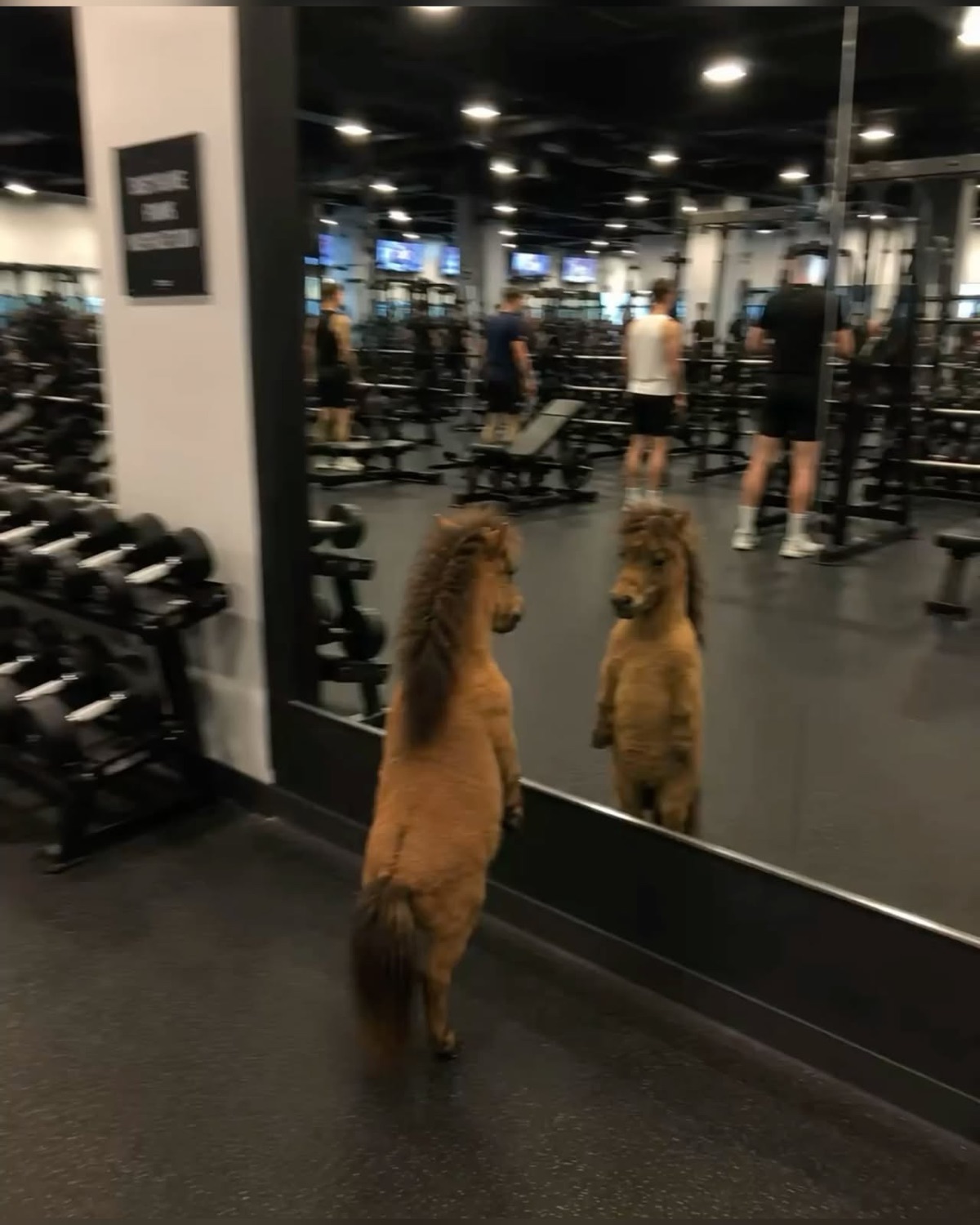 Two horses standing in a gym staring at themselves in the mirror