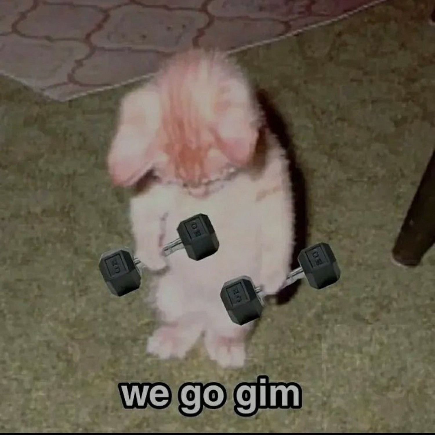 Fluffy hamster hanging onto two tiny dumbbells: 'we go gim'