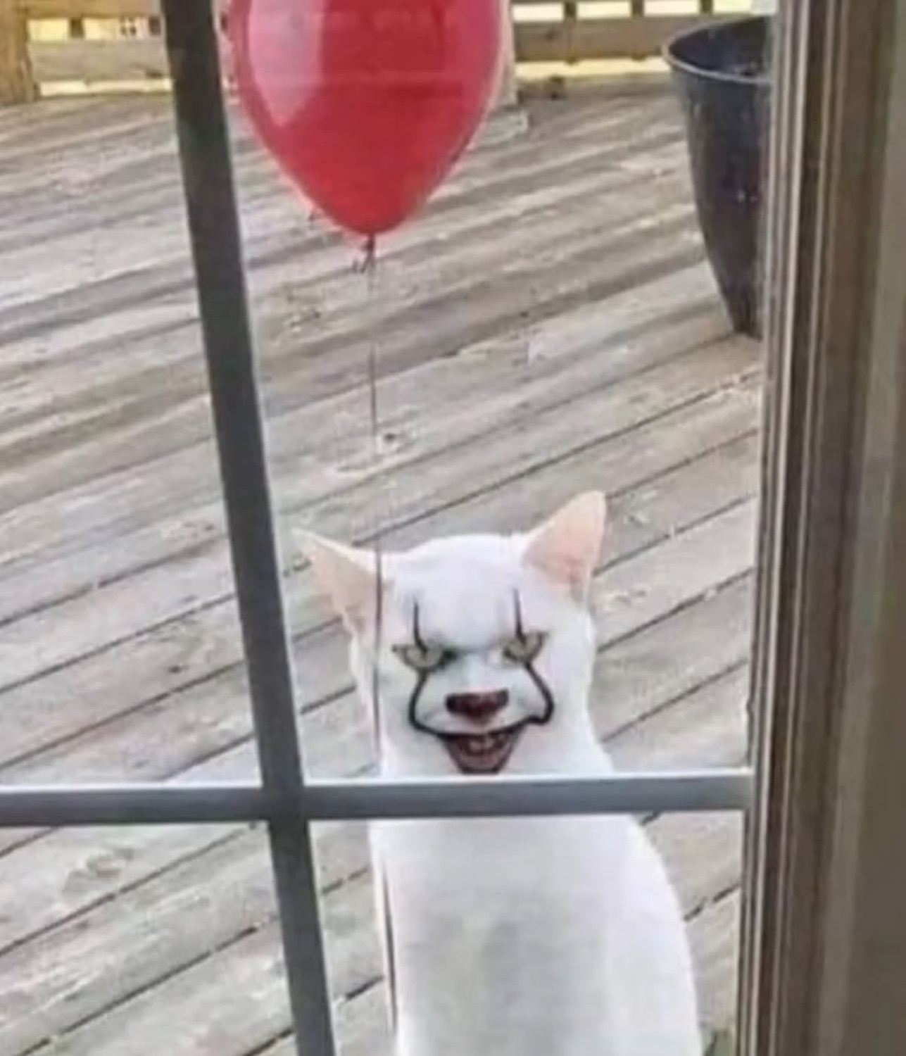 White cat edited with a Pennywise clown face and a red balloon at the window