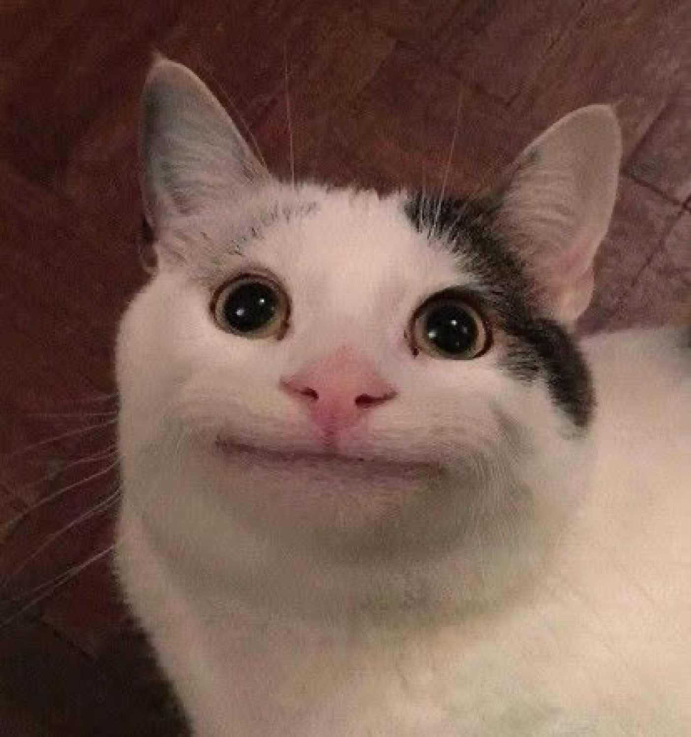 White and grey cat giving the camera an unsettlingly wide smug grin