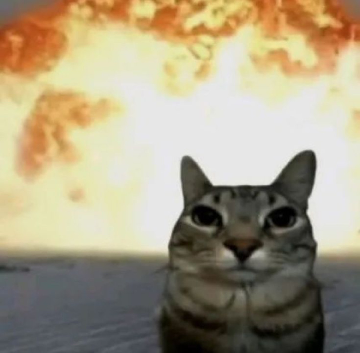 Tabby cat staring dead-eyed at the camera with a giant explosion blooming behind it
