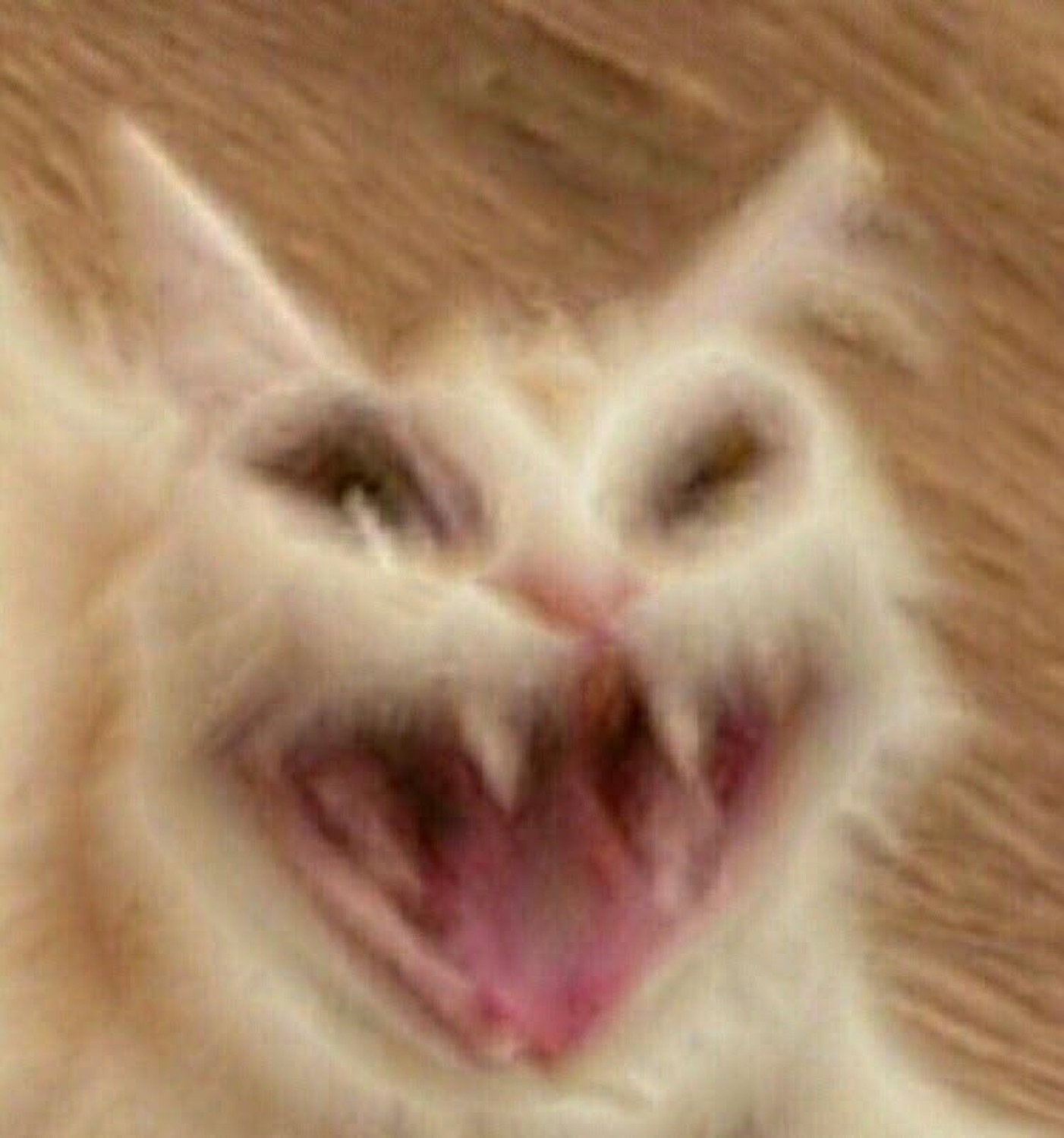 Fluffy white cat caught mid-screech with its mouth wide open in a manic grin