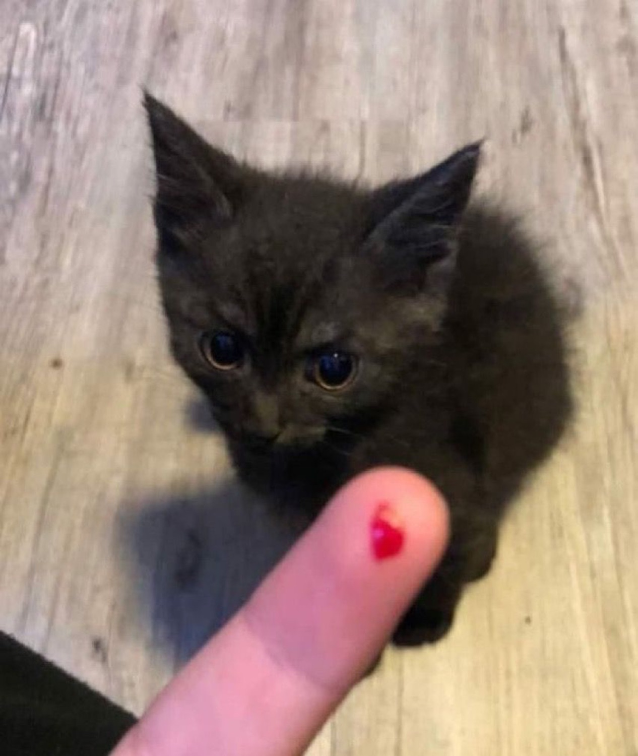 Tiny black kitten glaring flatly at a fingertip offered up to it