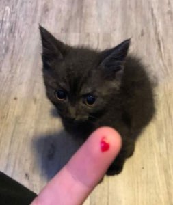 Tiny black kitten glaring flatly at a fingertip offered up to it