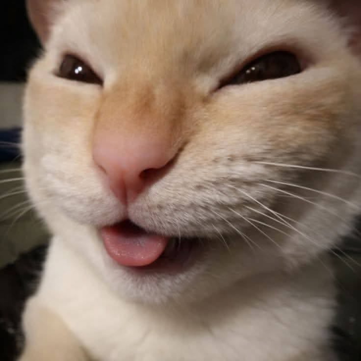 White cat squinting one eye with tongue out in a cheeky, flirty smirk
