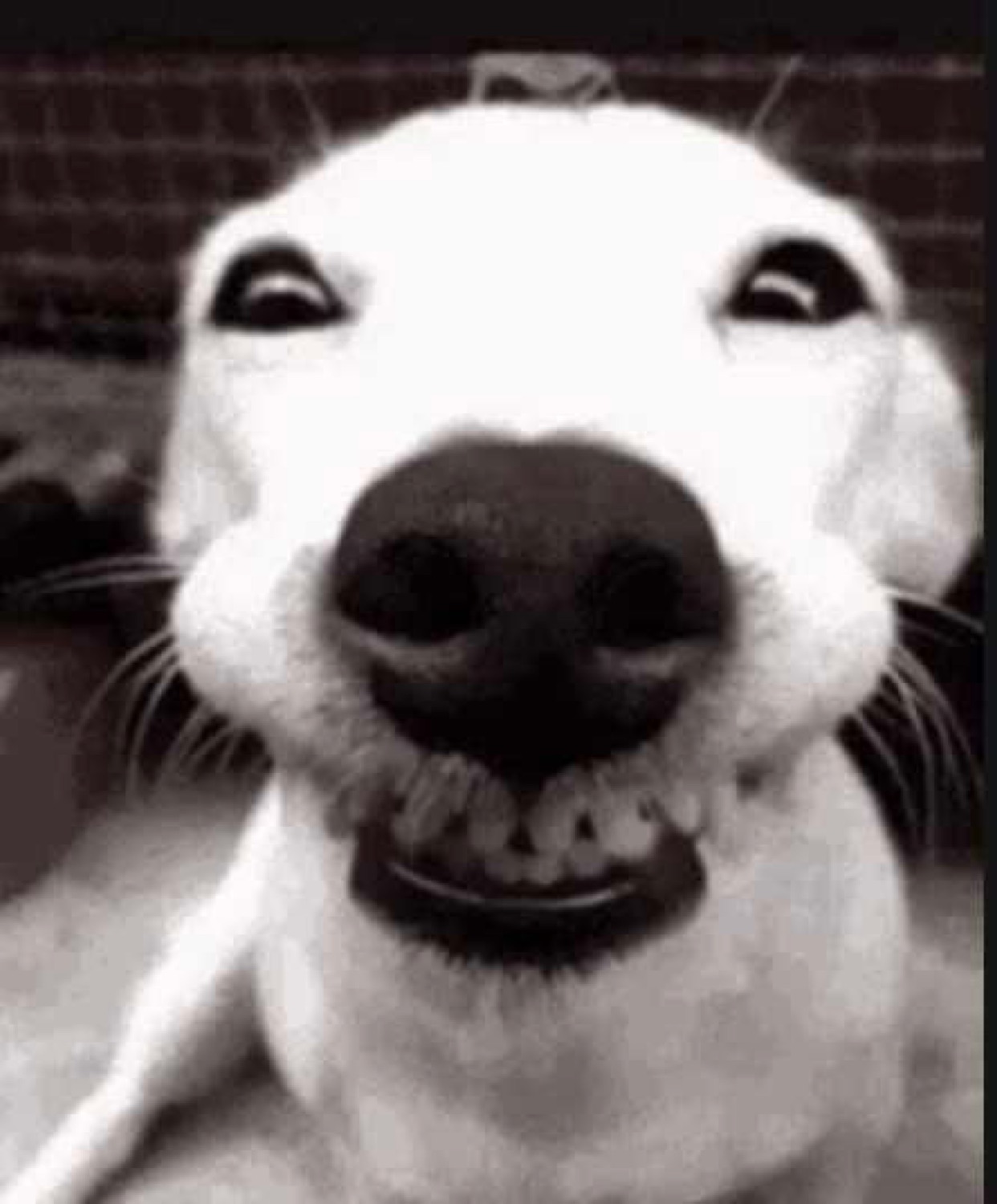 Black and white photo of a dog grinning ear to ear with a huge toothy smile