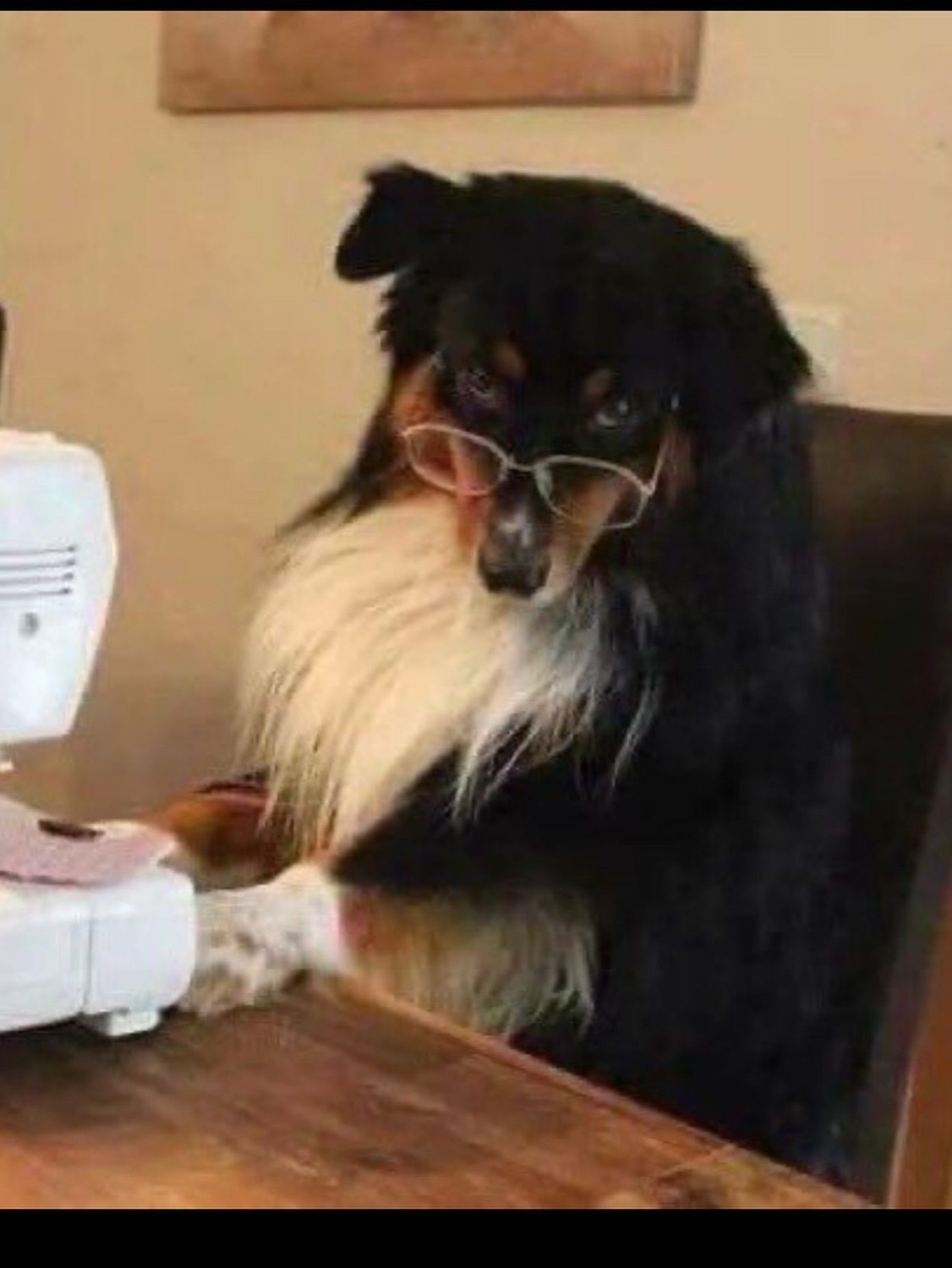 Fluffy dog in tiny glasses seated at a sewing machine looking studious