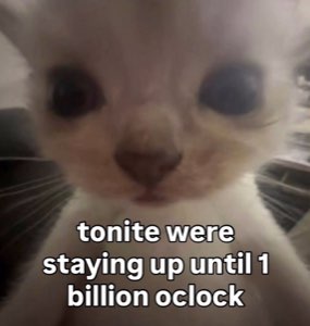 Wide-eyed kitten close-up, 'tonite were staying up until 1 billion oclock'