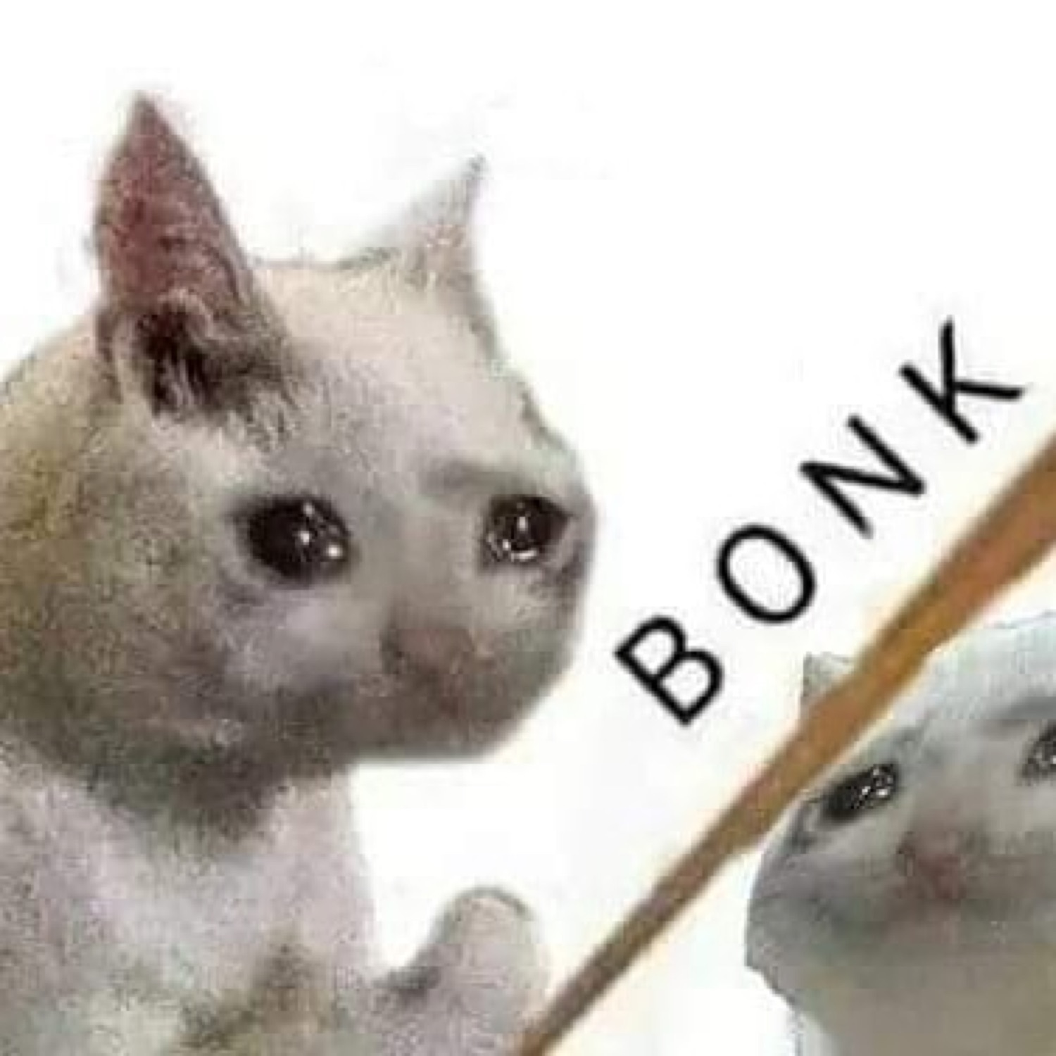 Crying cat getting bonked on the head by another cat: 'BONK'