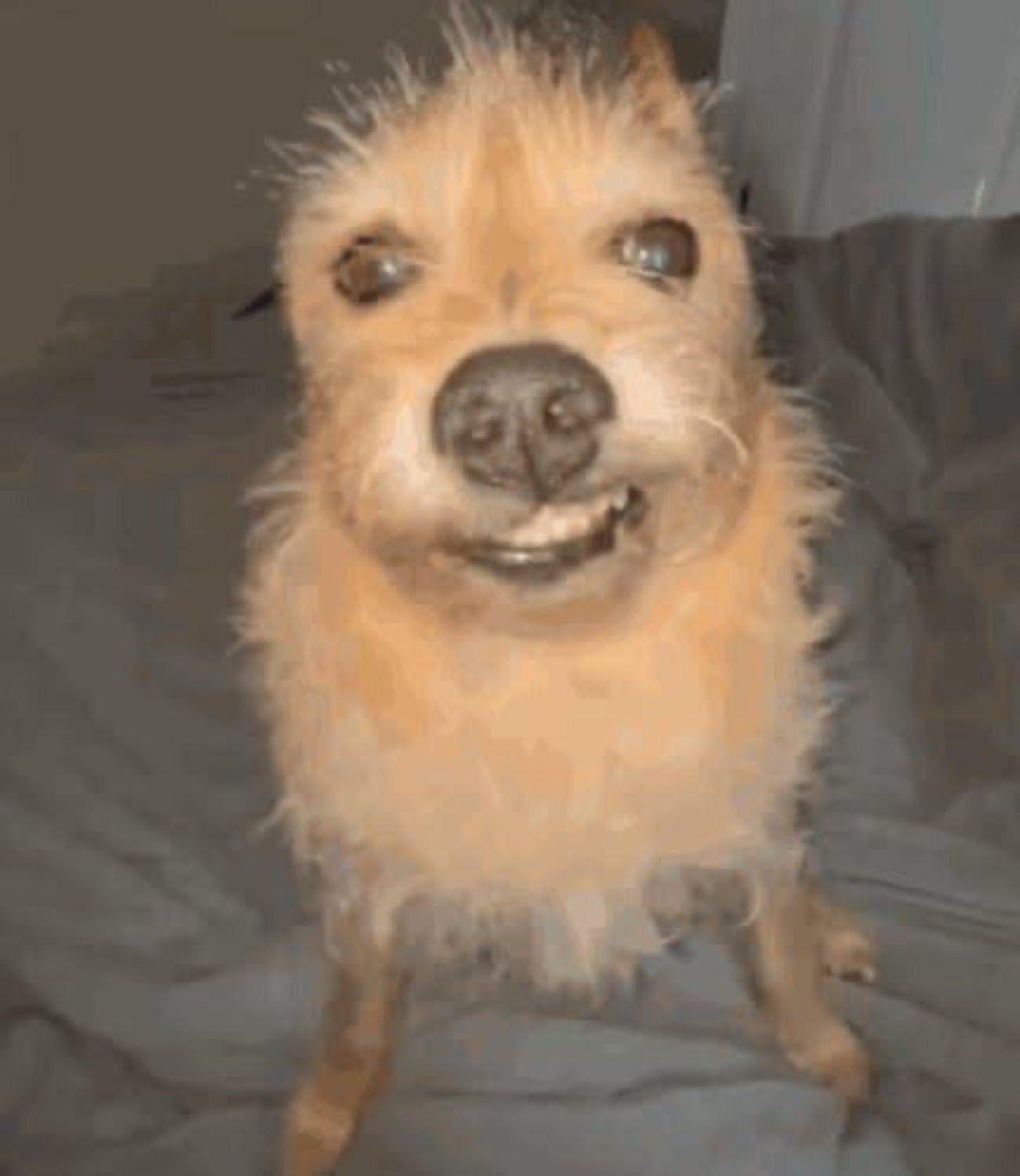 Fluffy tan dog grinning with teeth showing, looking suspiciously thrilled about something