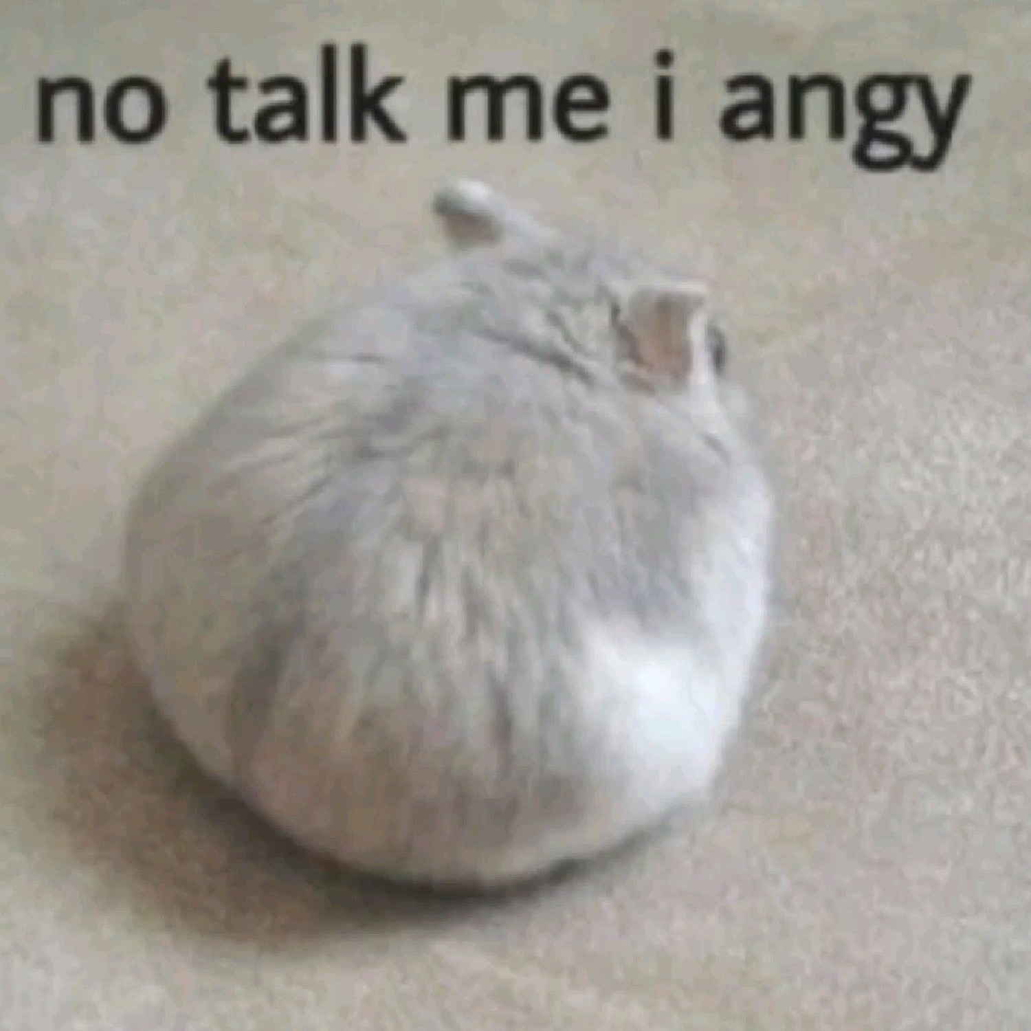 Puffed-up hamster ball captioned 'no talk me i angy'