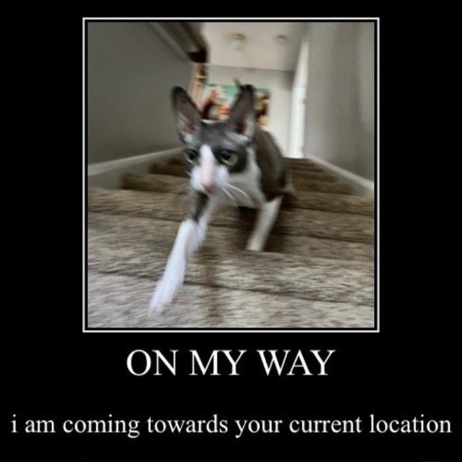 Cat sprinting down stairs: 'ON MY WAY / i am coming towards your current location'