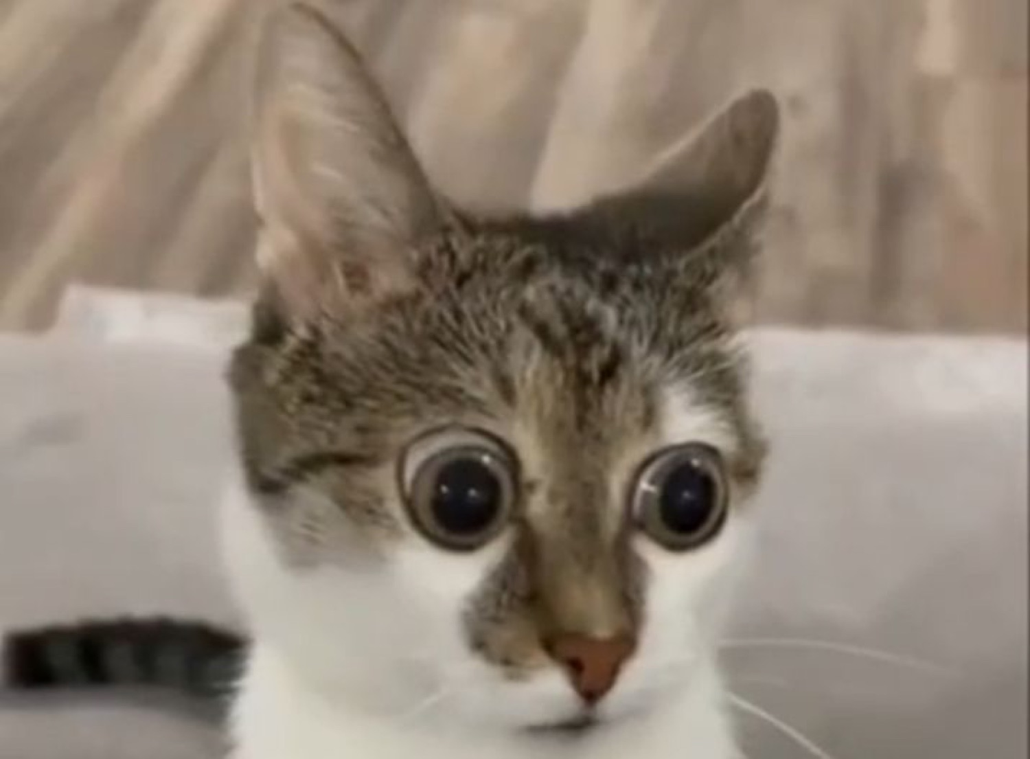 Tabby kitten with cartoonishly huge dilated eyes peering over the edge of something in pure alarm