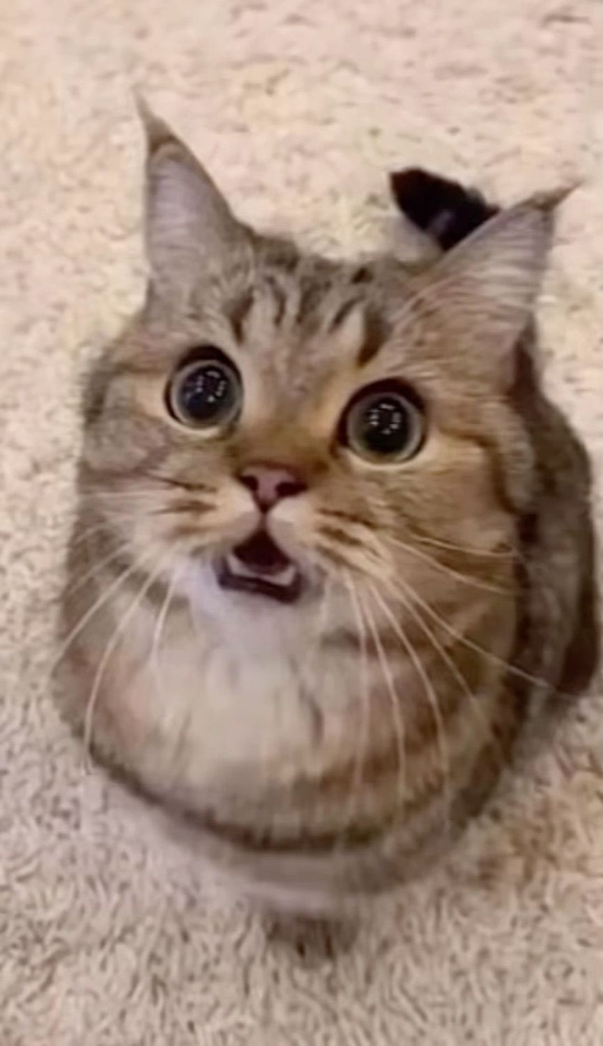 Tabby cat with massive dilated pupils and open mouth, caught mid-startle