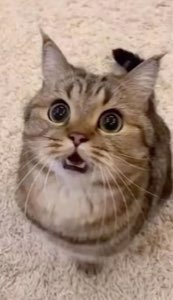 Tabby cat with massive dilated pupils and open mouth, caught mid-startle