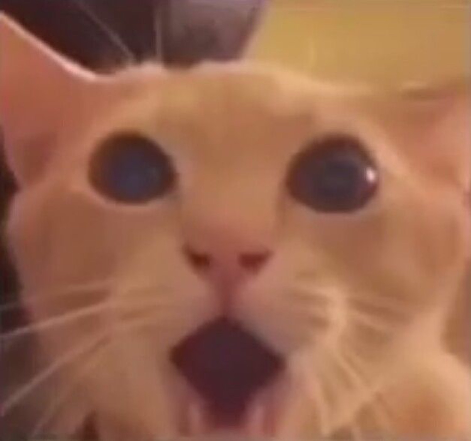 Orange tabby kitten with mouth wide open and enormous pupils in full alarm mode