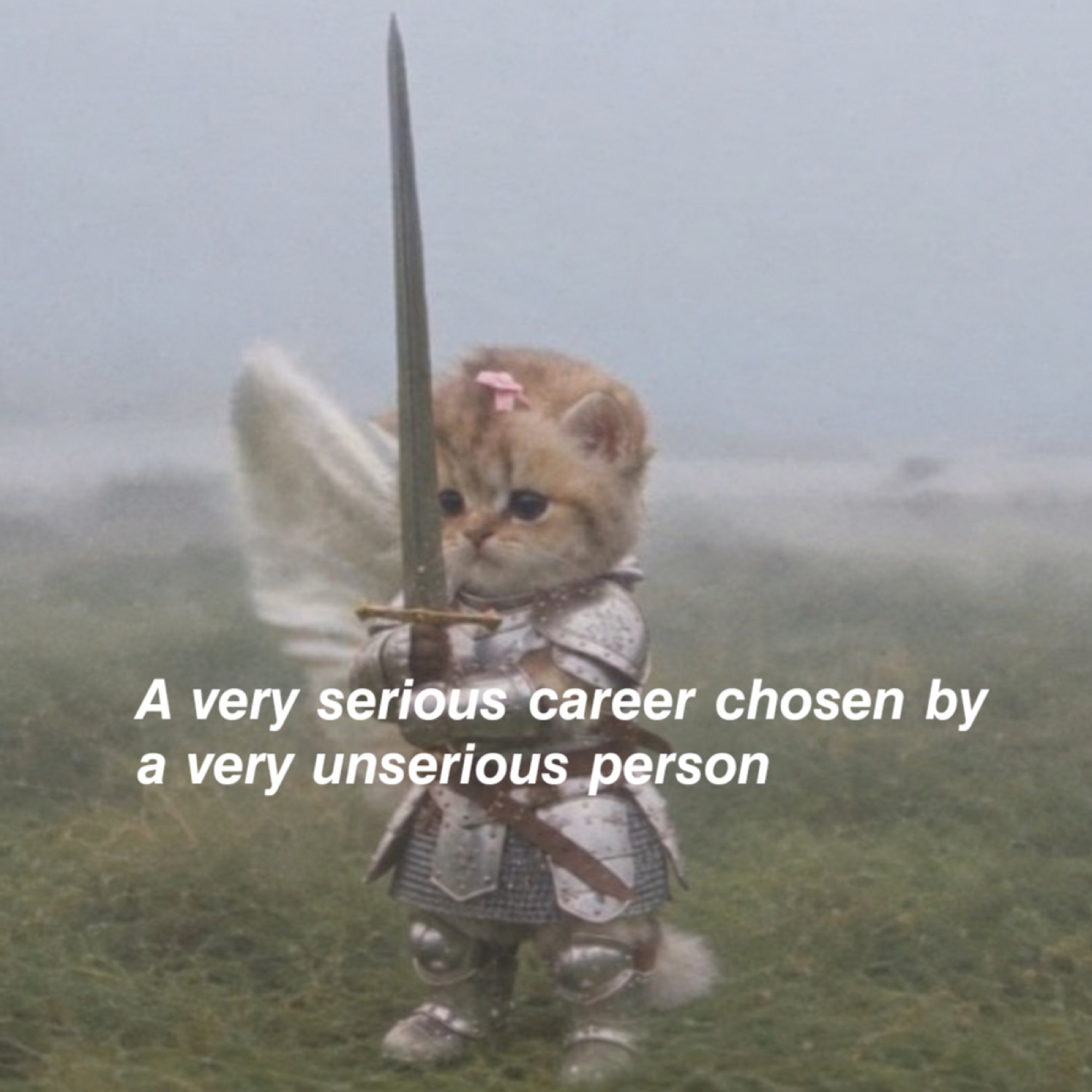 Knight kitten with a sword in a misty field under 'A very serious career chosen by a very unserious person'