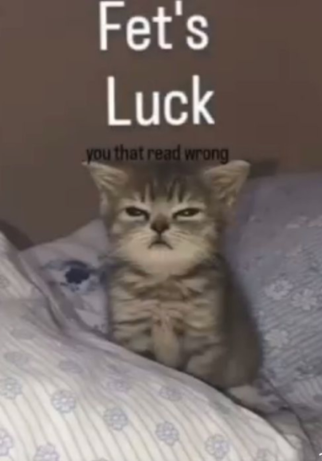 Grumpy kitten in bed: 'Fet's Luck / you that read wrong'