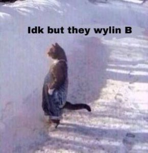 Cat standing upright against a wall captioned 'Idk but they wylin B'