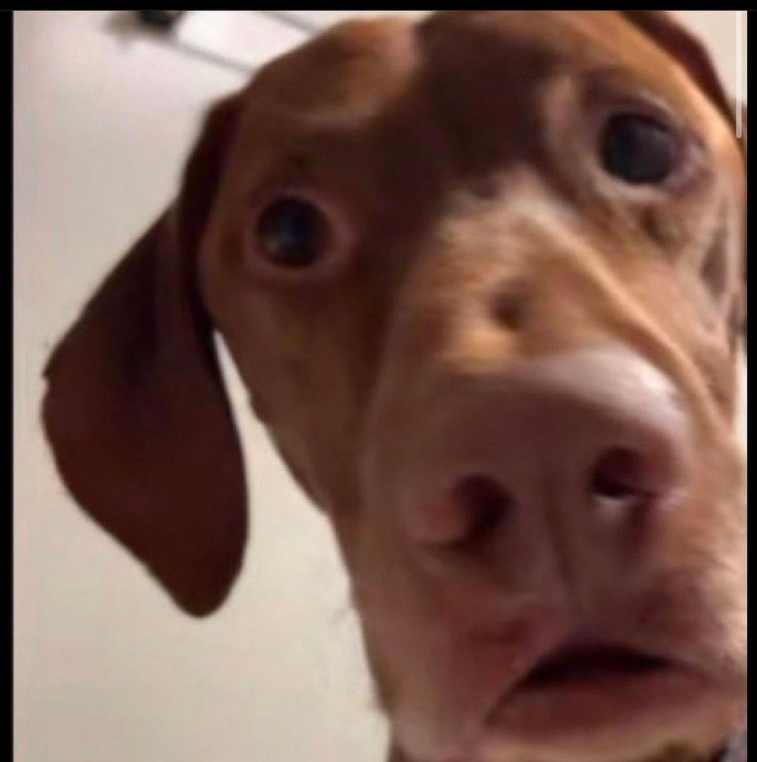Wide-eyed dachshund leaning into the camera with a shocked, worried face